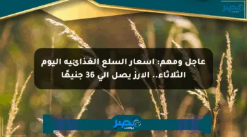 عاجل ومهم: أسعار السلع الغذائية اليوم الثلاثاء.. الأرز يصل إلى 36 جنيهًا